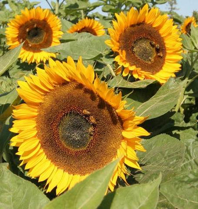Sunflower Titan - West Coast Seeds Ltd
