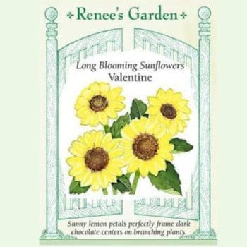 Sunflower Valentine - Renee's Garden Seeds