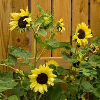 Sunflower Valentine - Renee's Garden Seeds