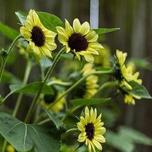 Sunflower Valentine - Renee's Garden Seeds