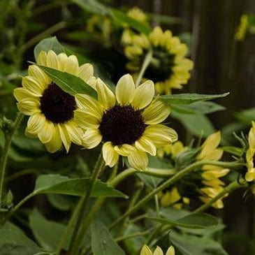 Sunflower Valentine - Renee's Garden Seeds