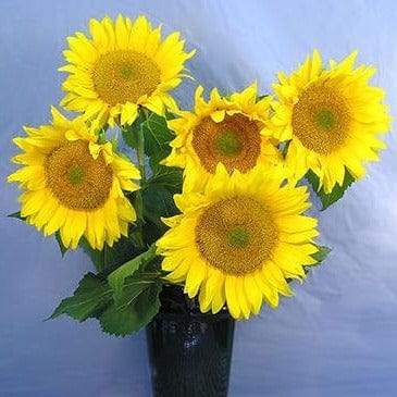 Sunflower Van Gogh - Renee's Garden Seeds