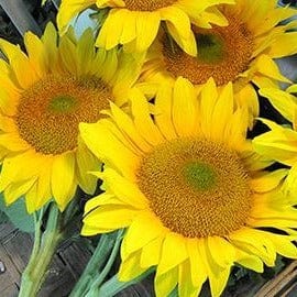 Sunflower Van Gogh - Renee's Garden Seeds