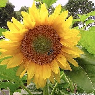 Sunflower Van Gogh - Renee's Garden Seeds