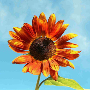 Sunflower Velvet Queen - McKenzie Seeds 