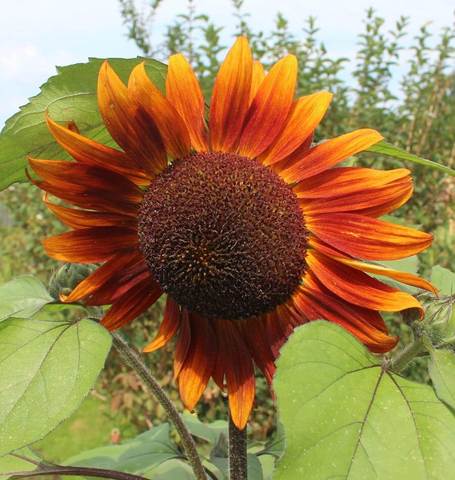 Sunflower Velvet Queen - West Coast Seeds