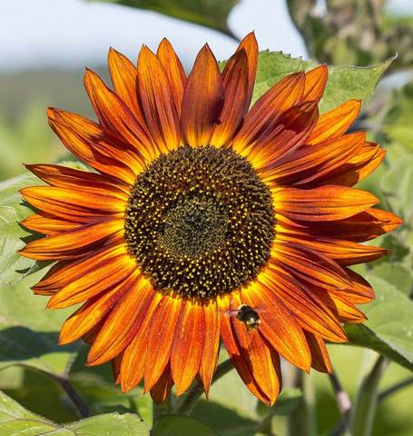 Sunflower Velvet Queen - West Coast Seeds