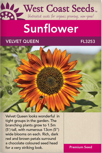 Sunflower Velvet Queen - West Coast Seeds