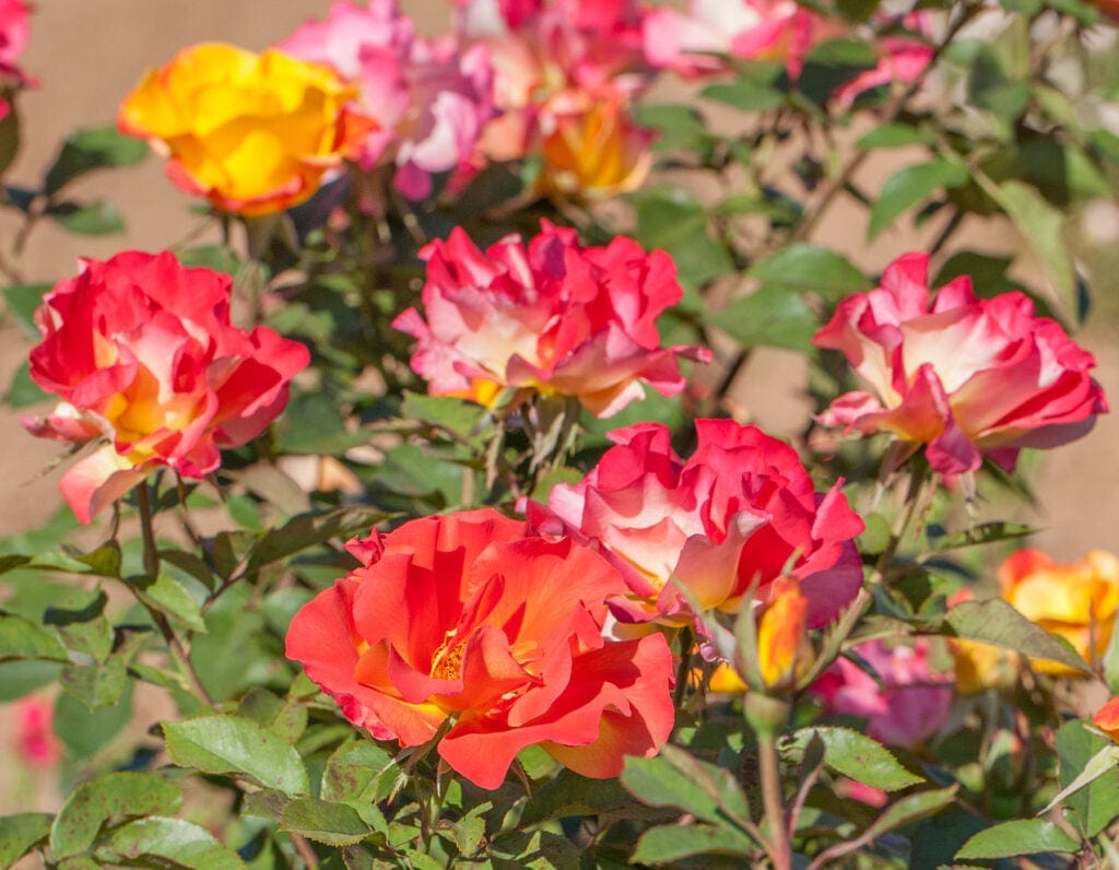 Sunset Horizon - Star Roses and Plants