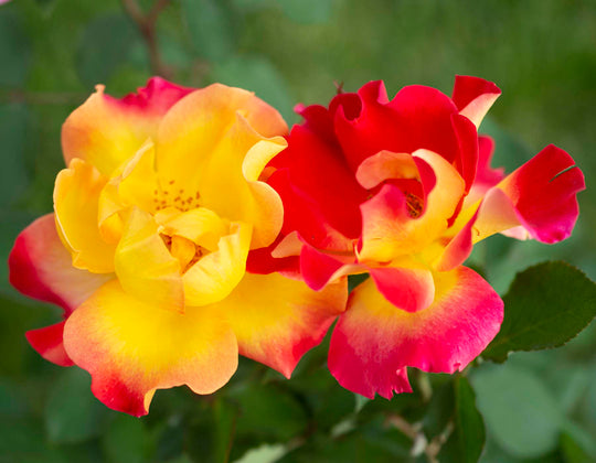 Sunset Horizon - Star Roses and Plants