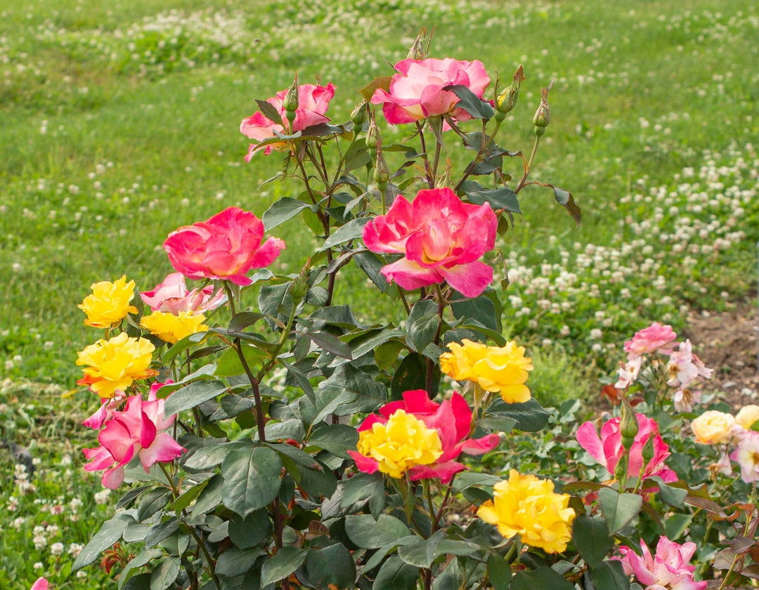 Sunset Horizon - Star Roses and Plants