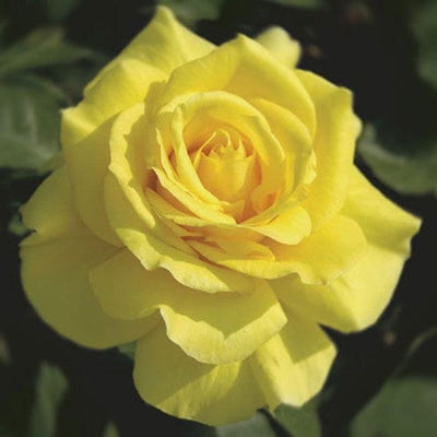 Sunsprite - Weeks Rose