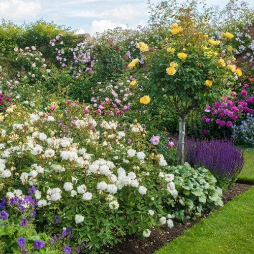 Susan Williams-Ellis - David Austin Rose Grafted