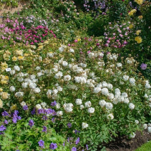 Susan Williams-Ellis - David Austin Rose Grafted