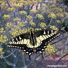 Swallowtail Fennel - Renee's Garden Seeds