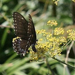 Swallowtail Fennel - Renee's Garden Seeds