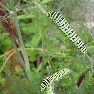 Swallowtail Fennel - Renee's Garden Seeds