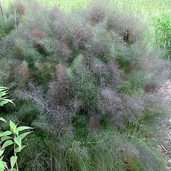 Swallowtail Fennel - Renee's Garden Seeds