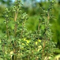 Sweet Marjoram - Renee's Garden Seeds