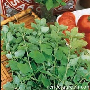 Sweet Marjoram - Renee's Garden Seeds