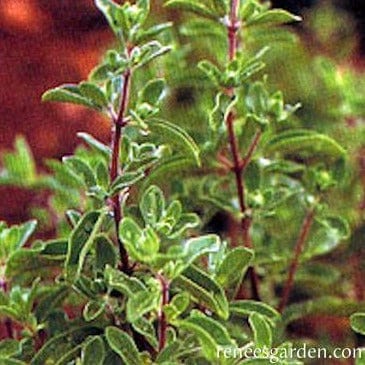 Sweet Marjoram - Renee's Garden Seeds