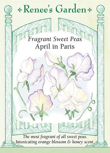 Sweet Pea April in Paris - Renee's Garden Seeds