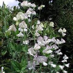 Sweet Pea April in Paris - Renee's Garden