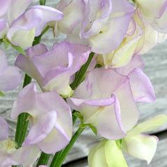 Sweet Pea April in Paris - Renee's Garden