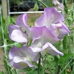 Sweet Pea April in Paris - Renee's Garden