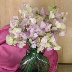 Sweet Pea April in Paris - Renee's Garden