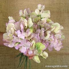 Sweet Pea April in Paris - Renee's Garden