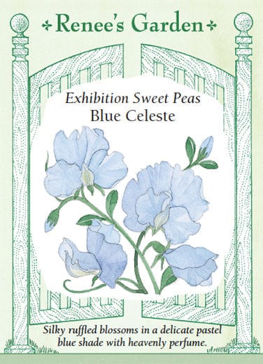 Sweet Pea Blue Celeste - Renee's Garden Seeds