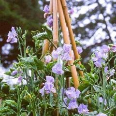 Sweet Pea Blue Celeste - Renee's Garden