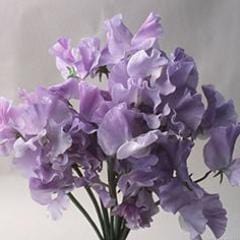 Sweet Pea Blue Celeste - Renee's Garden