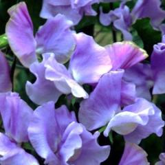Sweet Pea Blue Celeste - Renee's Garden