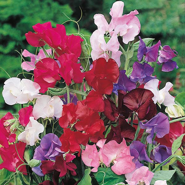 Sweet Pea Bouquet - Mr. Fothergill's Seeds