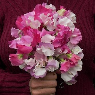 Sweet Pea Cheri Amour - Renee's Garden Seeds