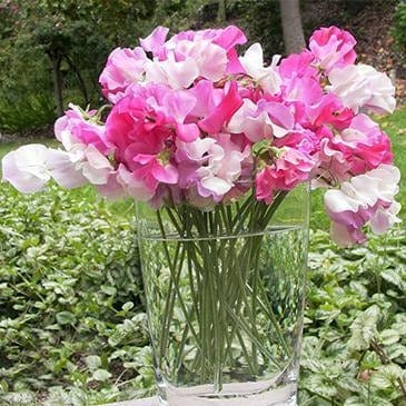 Sweet Pea Cheri Amour - Renee's Garden Seeds