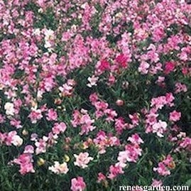 Sweet Pea Cheri Amour - Renee's Garden Seeds