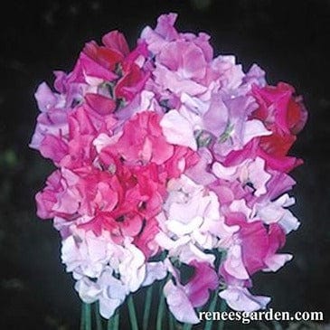 Sweet Pea Cheri Amour - Renee's Garden Seeds