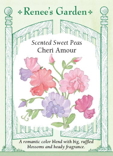 Sweet Pea Cheri Amour - Renee's Garden Seeds