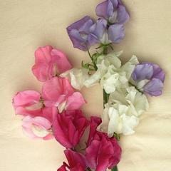 Sweet Pea Chiffon Elegance - Renee's Garden