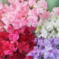 Sweet Pea Chiffon Elegance - Renee's Garden