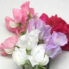 Sweet Pea Chiffon Elegance - Renee's Garden