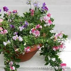 Sweet Pea Palette Cupid - Renee's Garden