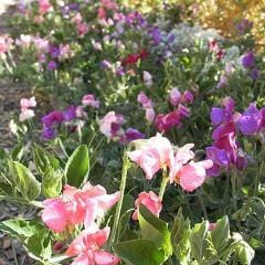Sweet Pea Palette Cupid - Renee's Garden