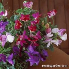Sweet Pea Palette Cupid - Renee's Garden