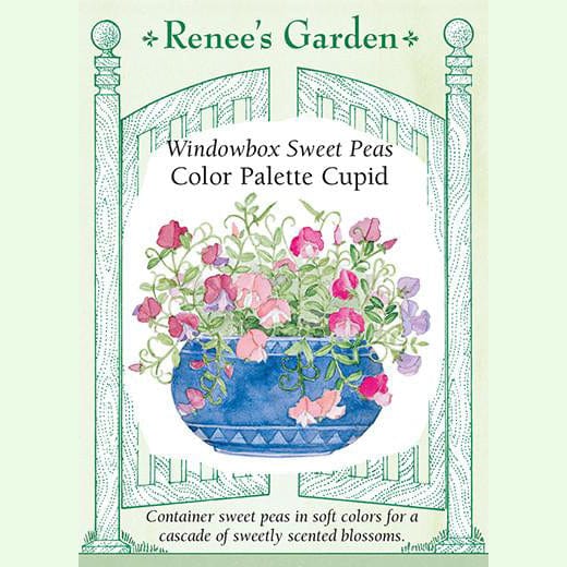 Sweet Pea Palette Cupid - Renee's Garden