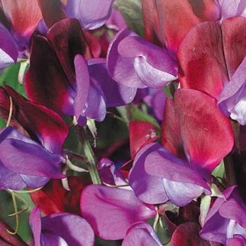 Sweet Pea Cupani - McKenzie Seeds