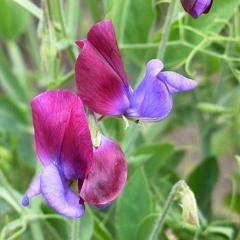 Sweet Pea Cupani's Original - Renee's Garden